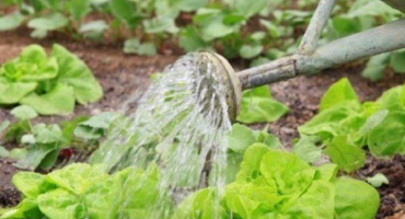 Jak správně zalévat šťovík?